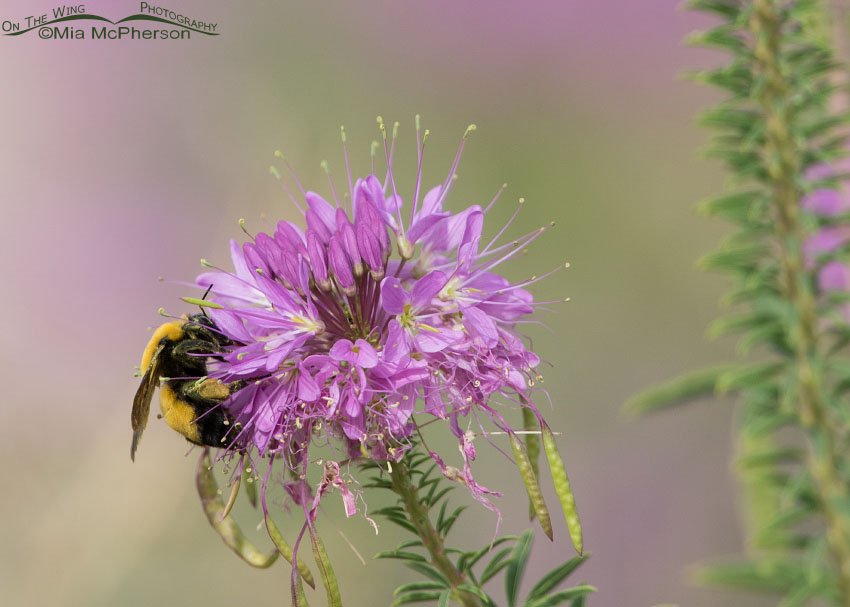 Nevada Bumble Bee pollinating a Rocky Mountain Bee Plant, Antelope Island State Park, Davis County, Utah