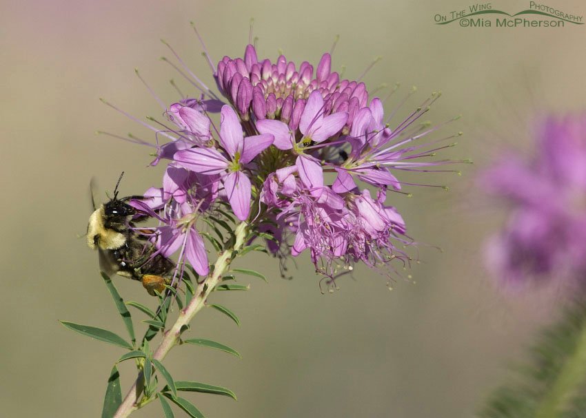 Nevada Bumble Bee on Rocky Mountain Bee Plant, Antelope Island State Park, Davis County, Utah