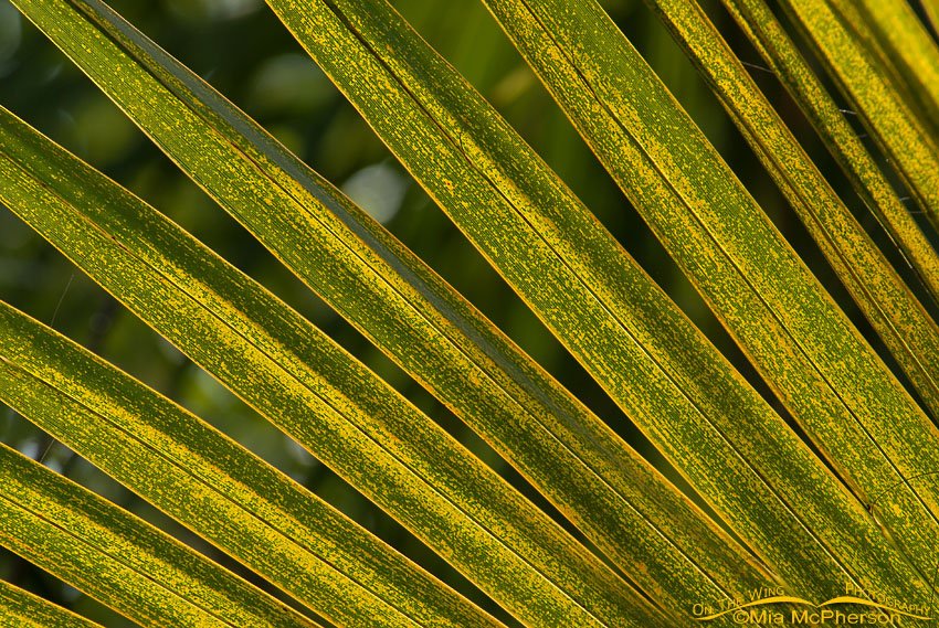 Palmetto frond close up, Honeymoon Island State Park, Pinellas County, Florida
