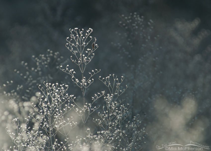 Back lit Virginia Pepperweed, Wilderness Park, Hillsborough County, Florida