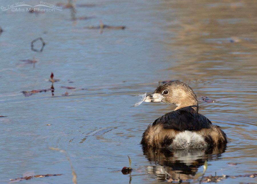 Pied-billed Grebe eating a feather, Sequoyah National Wildlife Refuge, Oklahoma