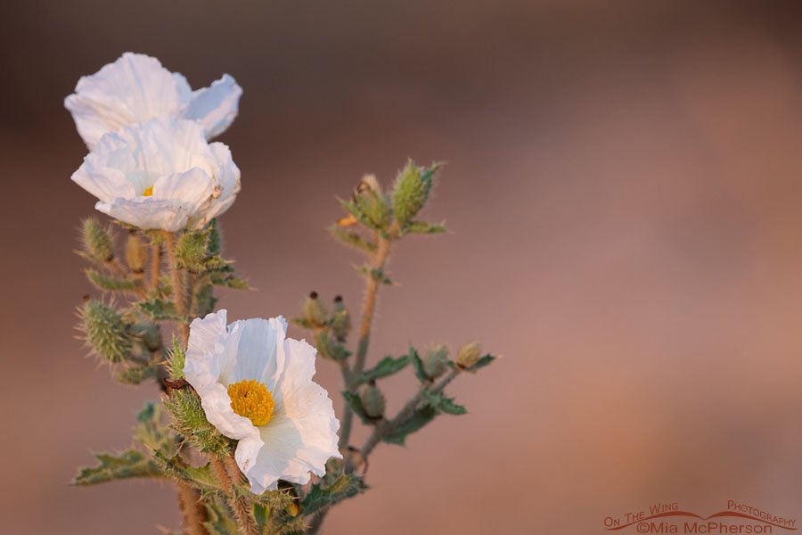 Blooming Prickly Poppy in a smoky haze at dawn, West Desert, Tooele County, Utah