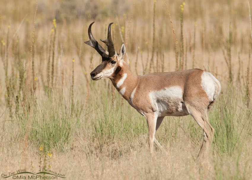 Antelope Island Pronghorn, Antelope Island State Park, Davis County, Utah