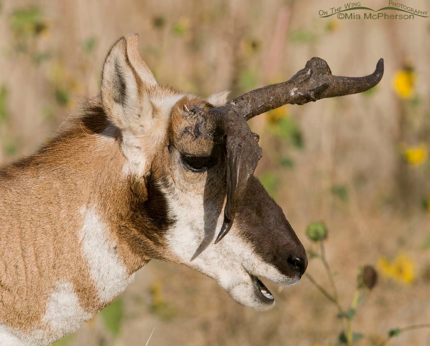 Atypical Pronghorn buck eating, Antelope Island State Park, Davis County, Utah