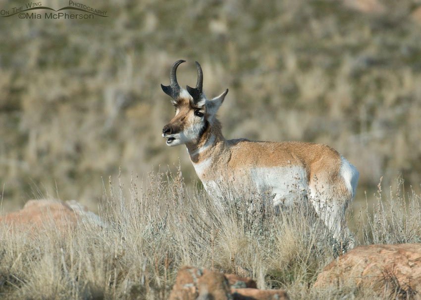 Pronghorn buck eating, Antelope Island State Park, Davis County, Utah