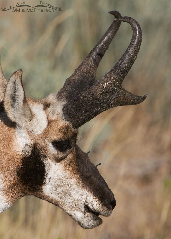 Side view of an odd Pronghorn buck, Antelope Island State Park, Davis County, Utah