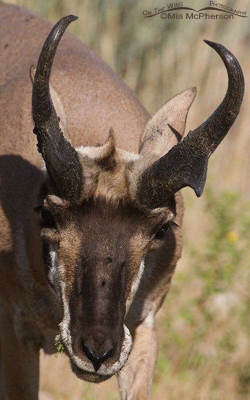 Frontal view of an odd Pronghorn buck, Antelope Island State Park, Davis County, Utah
