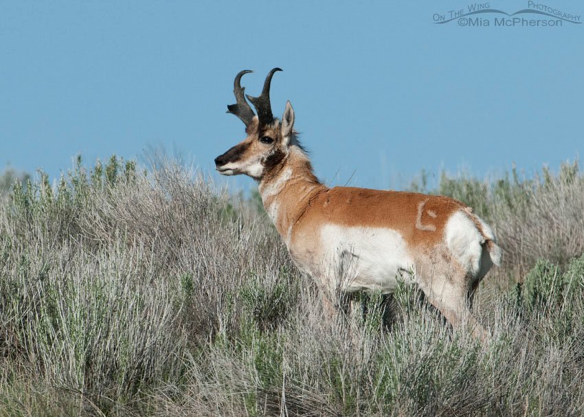 Pronghorn near hilltop, Antelope Island State Park, Davis County, Utah