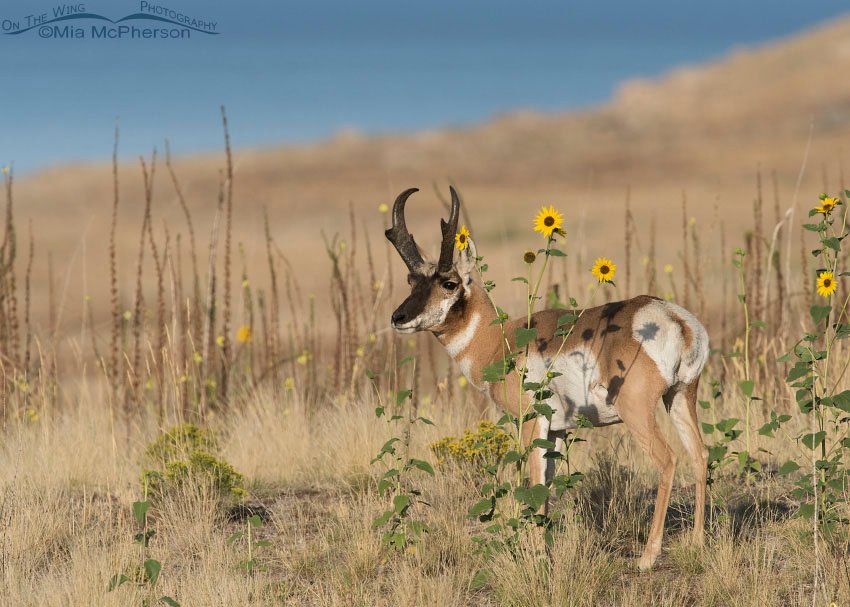 Pronghorn Buck, wild sunflowers and the Great Salt Lake, Antelope Island State Park in Davis County, Utah