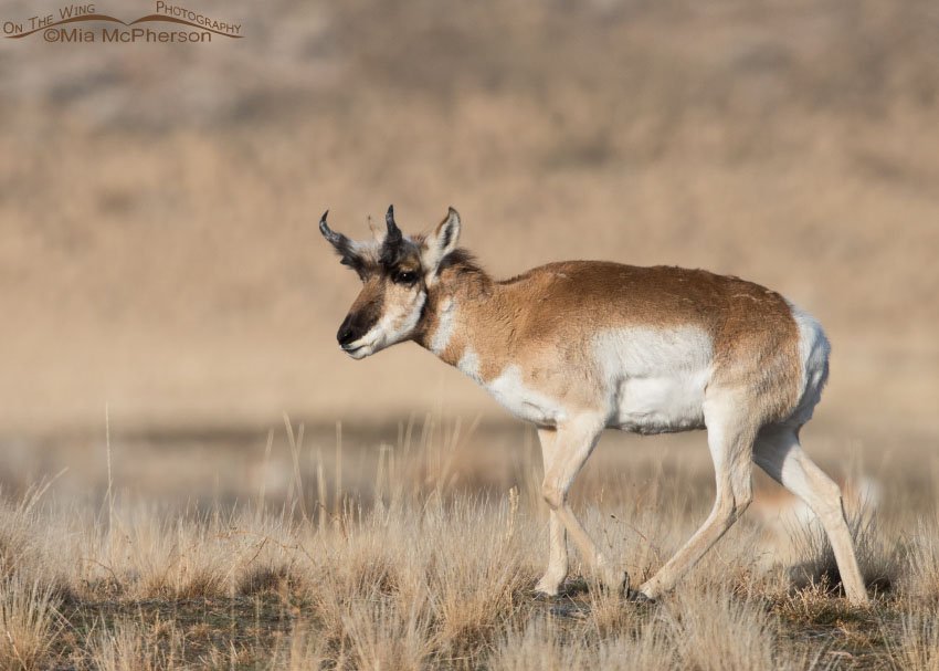 Pronghorn buck on a December day, Antelope Island State Park in Davis County, Utah