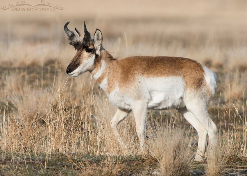 Pronghorn buck during horn sheath growth, Antelope Island State Park in Davis County, Utah