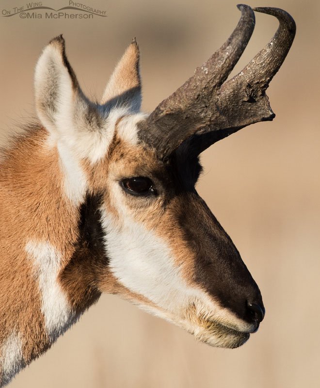 Pronghorn buck portrait, Antelope Island State Park, Davis County, Utah
