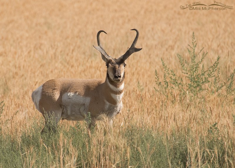 Pronghorn buck in an agricultural field, West Desert, Tooele County, Utah