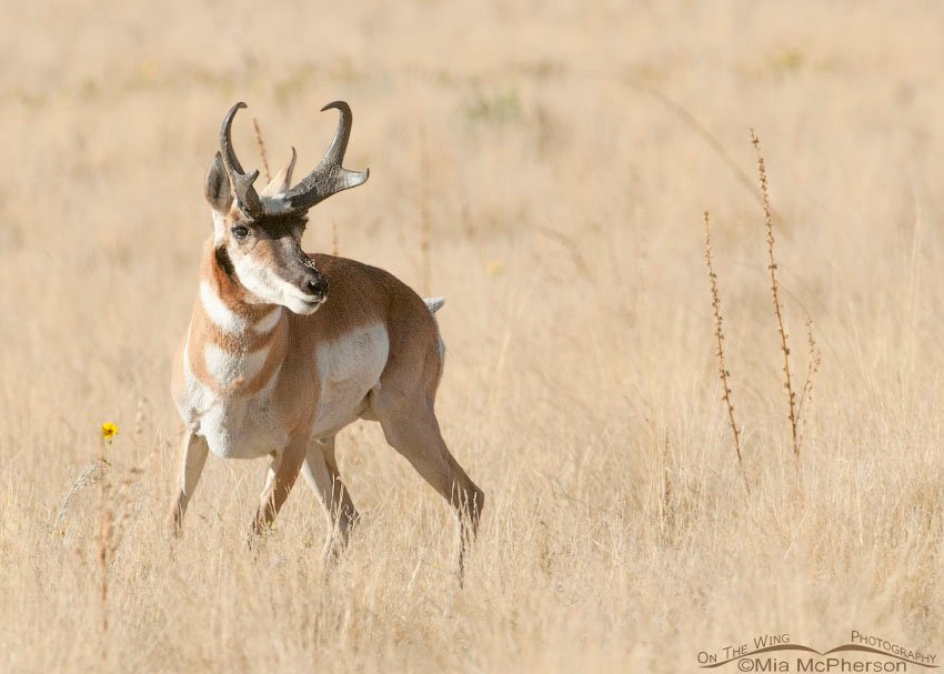 Pronghorn buck reacting to another buck, Antelope Island State Park, Davis County, Utah