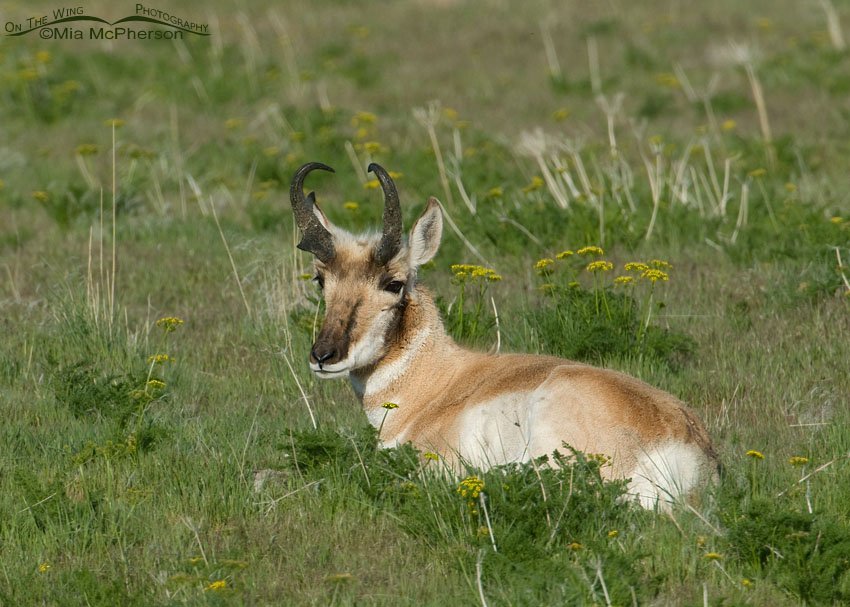Pronghorn buck resting in green grasses, Antelope Island State Park, Davis County, Utah