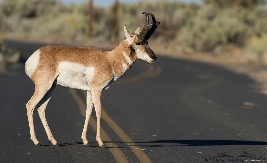 Pronghorn buck near Ladyfinger Point, Antelope Island State Park in Davis County, Utah