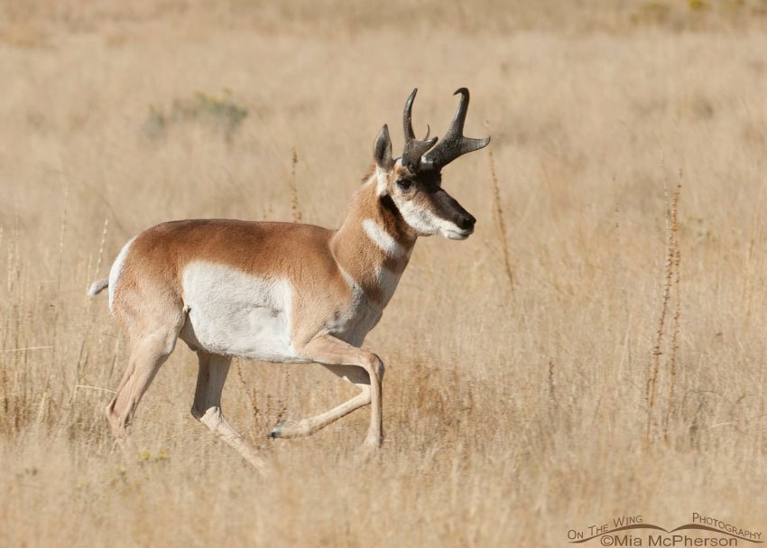 Pronghorn buck running another buck off his territory, Antelope Island State Park, Davis County, Utah