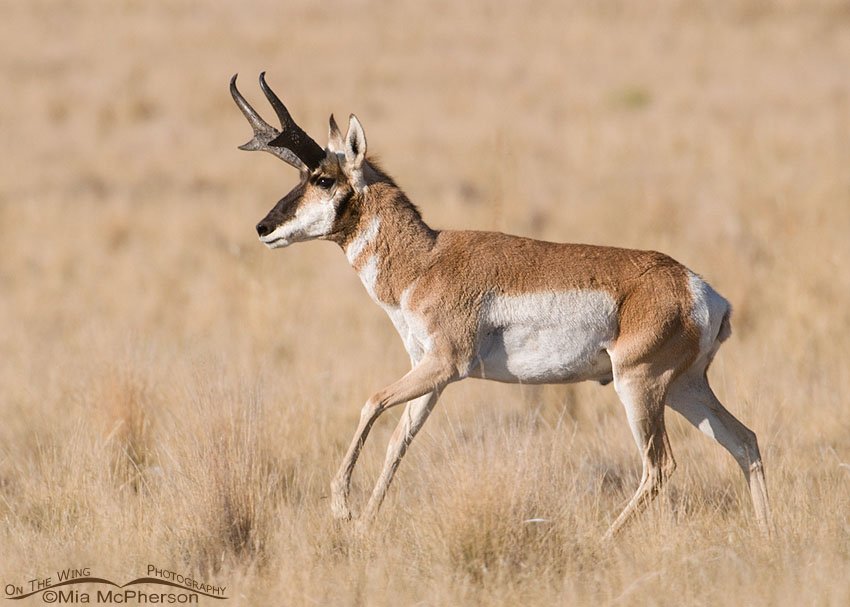 Pronghorn buck chasing his harem, Antelope Island State Park, Davis County, Utah