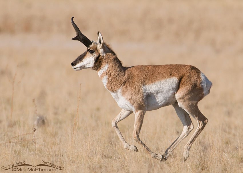 Buck Pronghorn running after his harem, Antelope Island State Park, Davis County, Utah