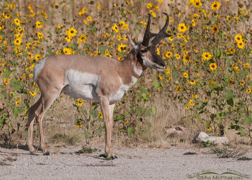 Pronghorn buck walking in front of blooming wild sunflowers, Antelope Island State Park, Davis County, Utah
