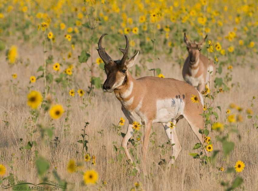 Pronghorns in sunflowers, Antelope Island State Park, Davis County, Utah