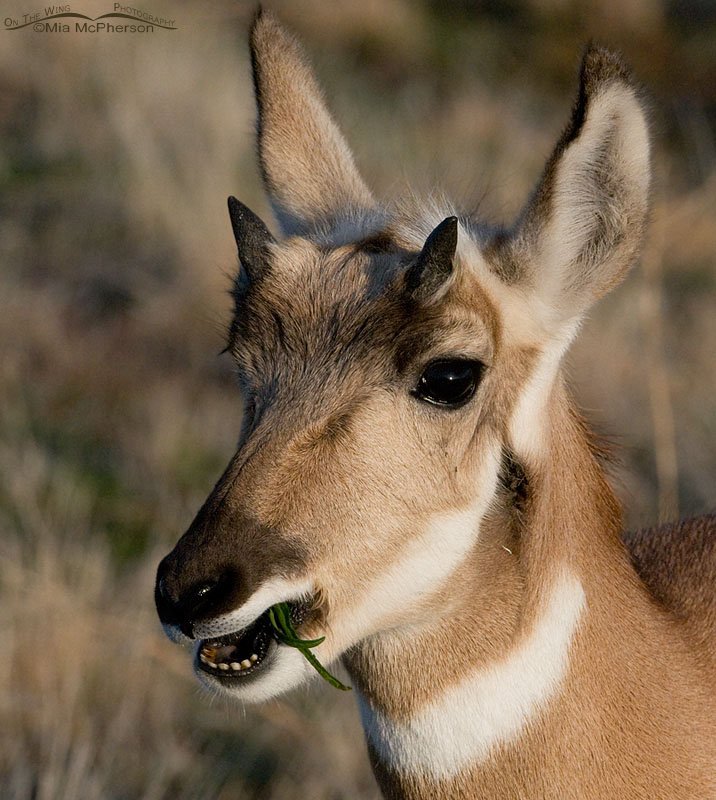 Young Pronghorn chewing on food, Antelope Island State Park, Davis County, Utah