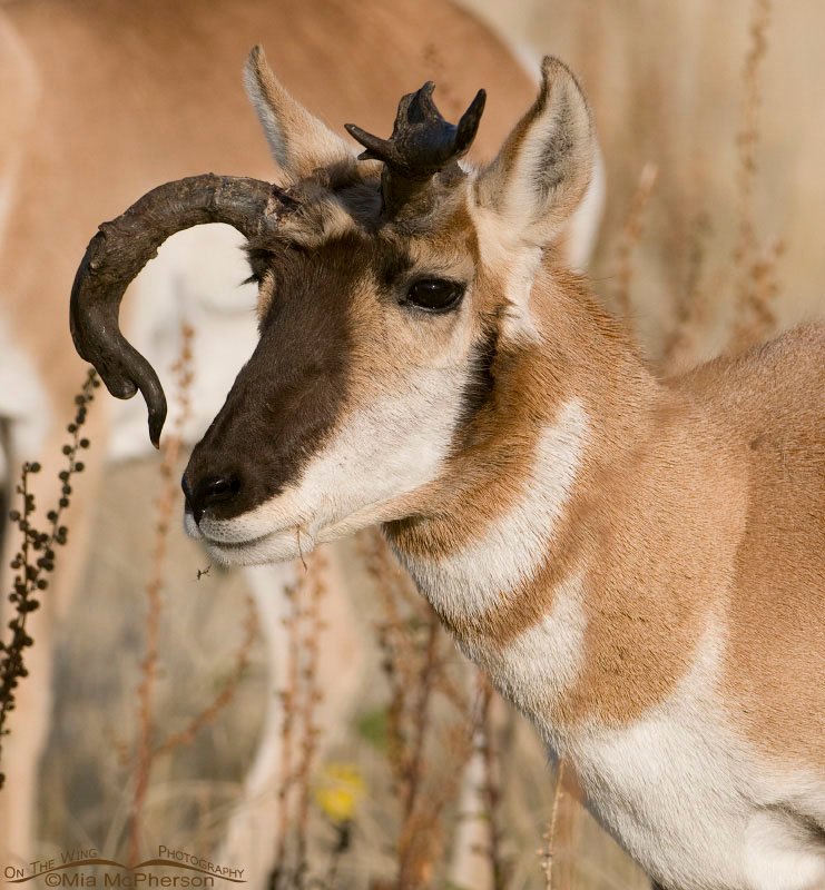 Pronghorn with unusual horns, Antelope Island State Park, Davis County, Utah