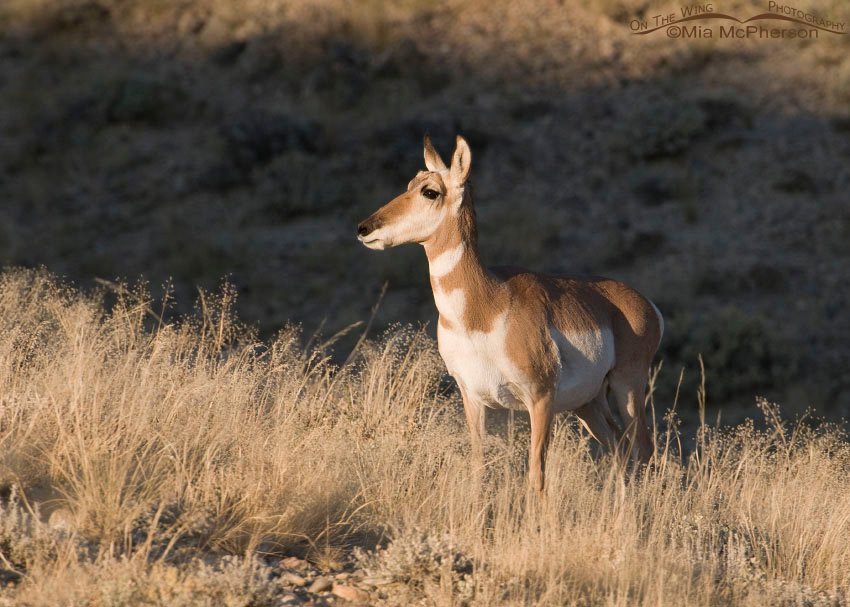 Pronghorn doe at Antelope Flat, Flaming Gorge National Recreation Area, Daggett County, Utah