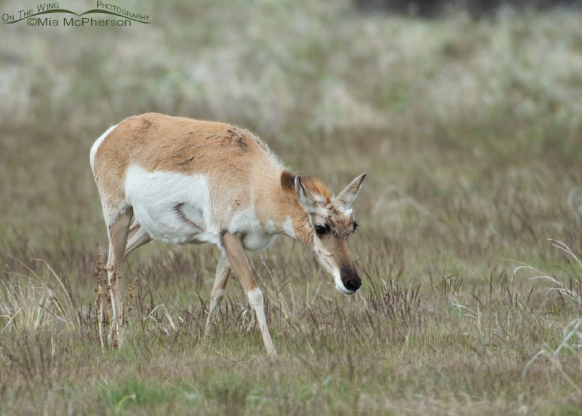 Pronghorn doe feeding, Antelope Island State Park, Davis County, Utah