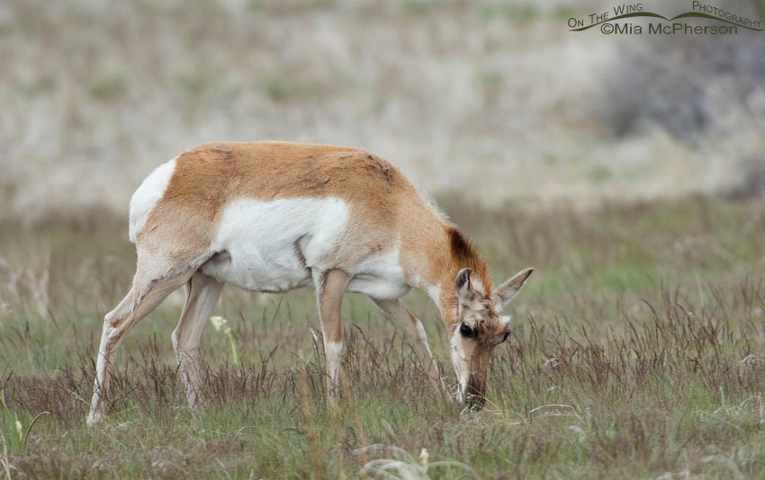 Pronghorn doe munching grasses, Antelope Island State Park, Davis County, Utah
