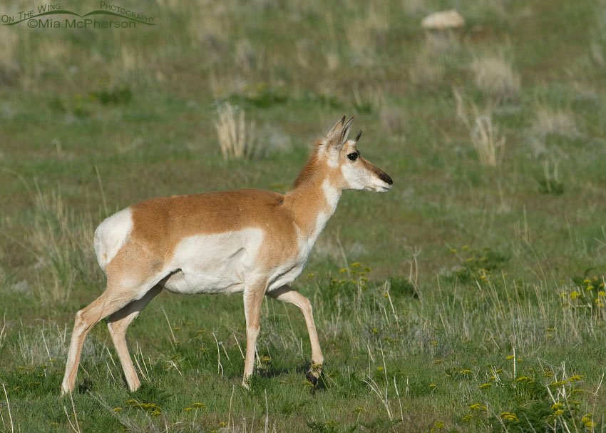 Pronghorn doe walking on a hillside, Antelope Island State Park, Davis County, Utah