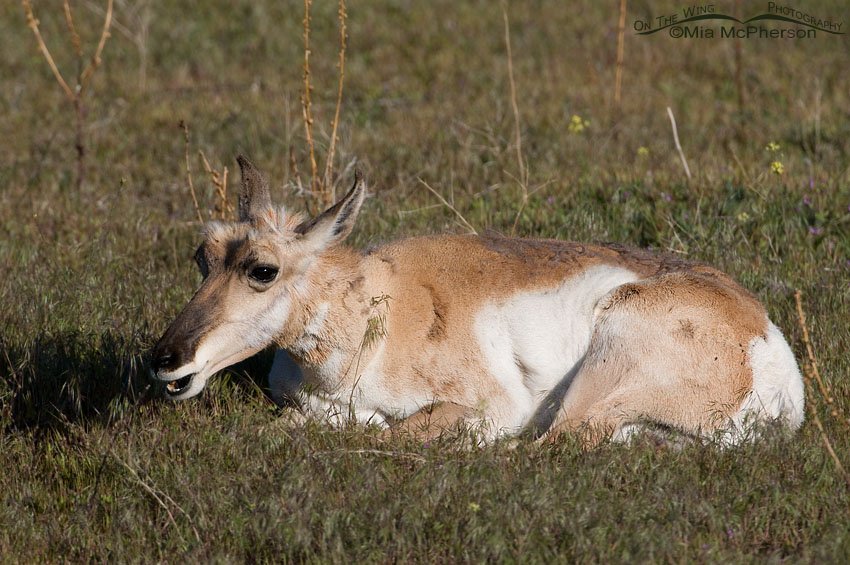 Resting Pronghorn doe, Antelope Island State Park, Davis County, Utah