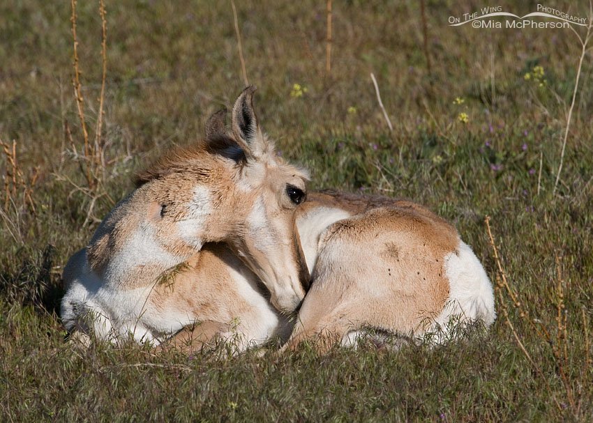 Pronghorn doe grooming, Antelope Island State Park, Davis County, Utah