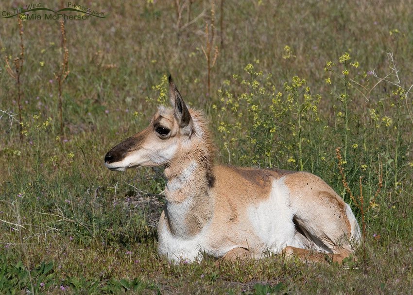 Pronghorn doe in Black Mustard, Antelope Island State Park, Davis County, Utah