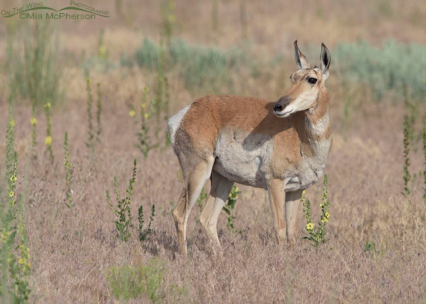 Pronghorn doe keeping an eye on three fawns, Antelope Island State Park in Davis County, Utah