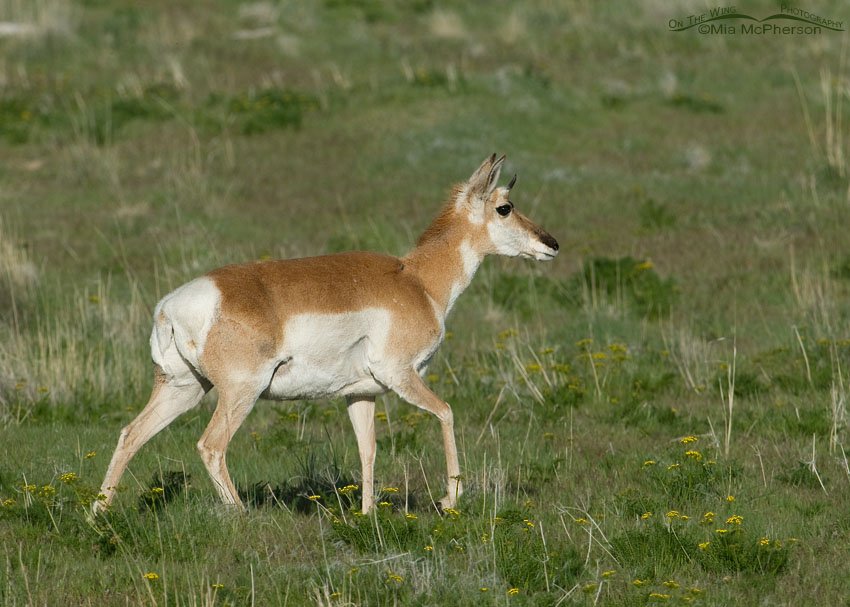 Pronghorn doe walking through spring grasses, Antelope Island State Park, Davis County, Utah