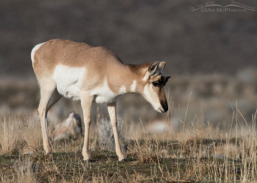 Pronghorn doe on a December day, Antelope Island State Park in Davis County, Utah