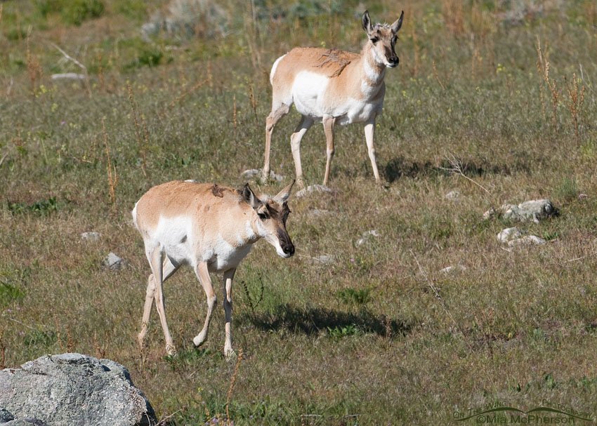 Two Pronghorn does, Antelope Island State Park, Davis County, Utah
