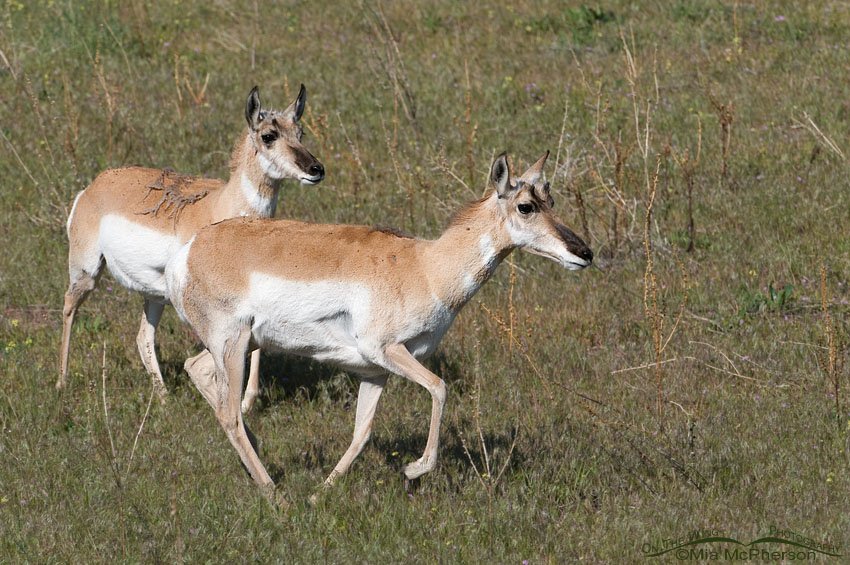 Two doe Pronghorns chasing another doe, Antelope Island State Park, Davis County, Utah