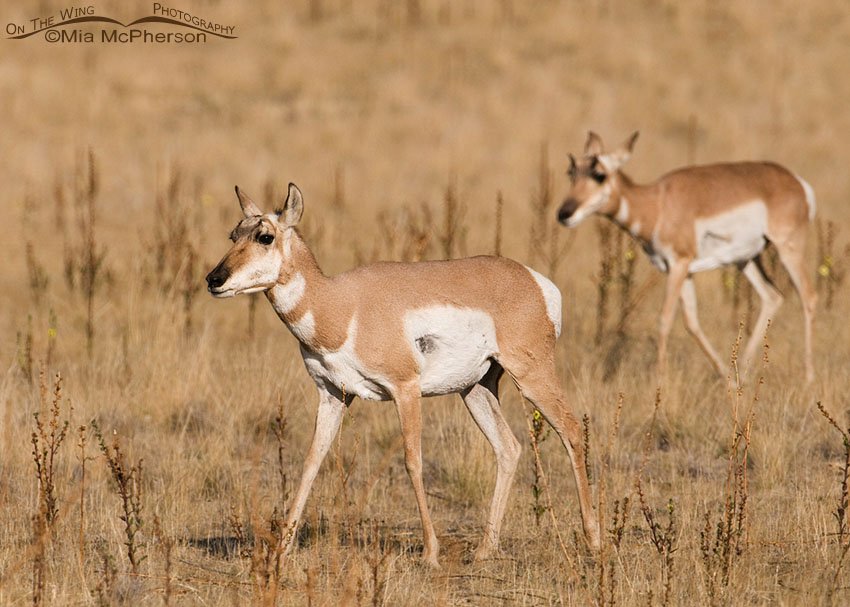 Pronghorn does being herded by a buck, Antelope Island State Park, Davis County, Utah