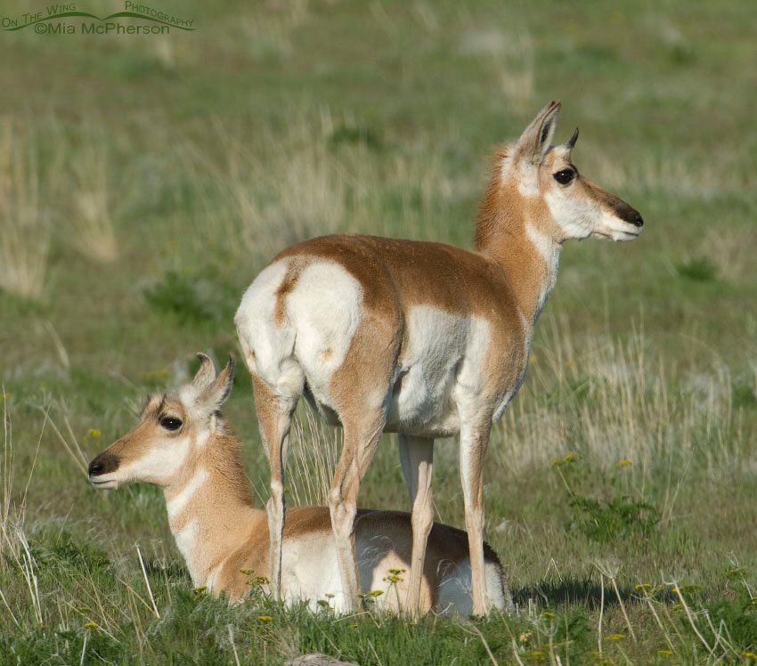 Pair of Pronghorn does on Antelope Island, Antelope Island State Park, Davis County, Utah