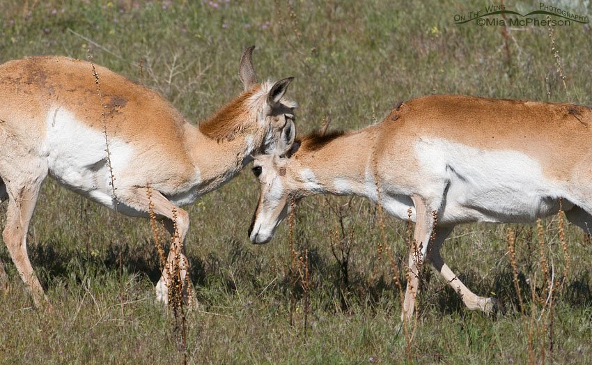 Two Pronghorns butting heads, Antelope Island State Park, Davis County, Utah