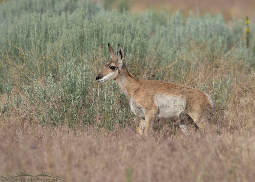 Pronghorn fawn in front of Rabbitbrush, Antelope Island State Park in Davis County, Utah