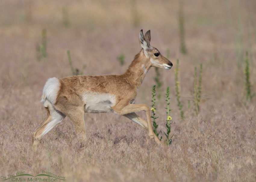 Pronghorn fawn rushing towards a doe, Antelope Island State Park in Davis County, Utah