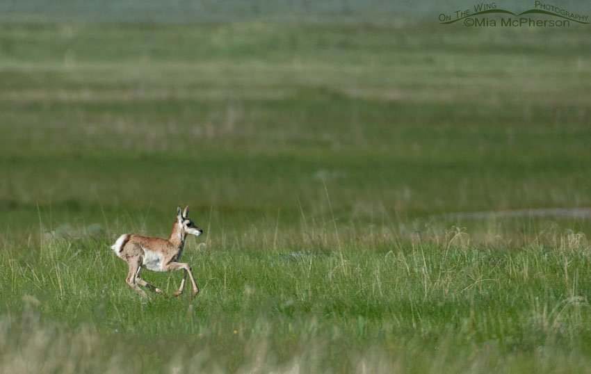 Running baby Pronghorn in the Centennial Valley of Montana, Red Rock Lakes National Wildlife Refuge, Centennial Valley, Beaverhead County, Montana