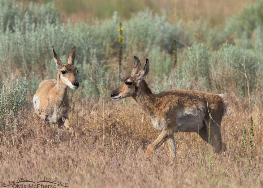 Pair of Pronghorn fawns, Antelope Island State Park in Davis County, Utah