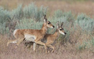 Young Pronghorn fawns running side by side, Antelope Island State Park in Davis County, Utah
