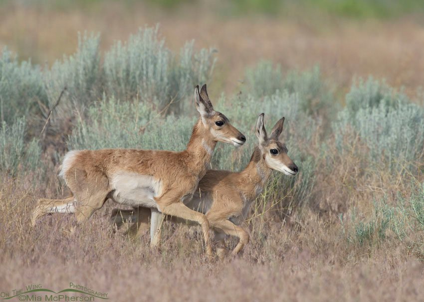Young Pronghorn fawns running side by side, Antelope Island State Park in Davis County, Utah