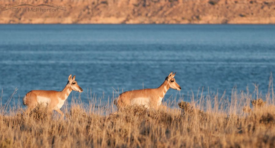 Pronghorns at Flaming Gorge Reservoir, Flaming Gorge National Recreation Area, Antelope Flat, Daggett County, Utah