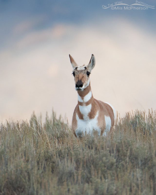 Pronghorn doe on the way to Cliff and Wade Lakes, Montana